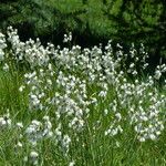 Eriophorum latifolium Други