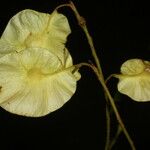 Pterocarpus hayesii Flor