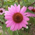 Echinacea angustifolia 花