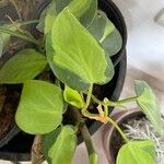 Philodendron cordatum ᱥᱟᱠᱟᱢ