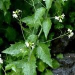 Arabidopsis cebennensis Квітка