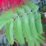 Calliandra tweediei Leaf