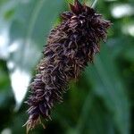 Carex atrofusca പുഷ്പം