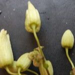 Clematis connata Fruto
