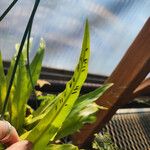 Asplenium antiquum Floare