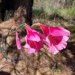 Gladiolus caryophyllaceus Blüte