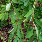 Exochorda × macrantha Leaf