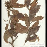 Dicella conwayi Other