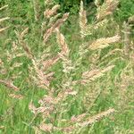 Agrostis gigantea 花