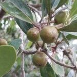Uapaca bojeri Fruit
