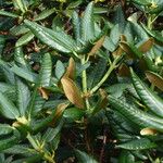 Rhododendron clementinae Leaf