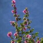 Lavatera arborea Λουλούδι
