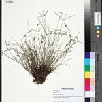 Cyperus hortensis Floare