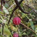 Diplocyclos palmatus Fruit