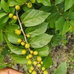 Grewia flavescens Fruit