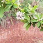 Combretum aculeatum Hoja