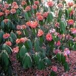 Rhododendron lanigerum Hábito