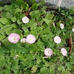 Convolvulus arvensis Blomst