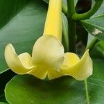Fagraea berteroana Λουλούδι