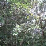 Ficus mauritiana ᱛᱟᱦᱮᱸ