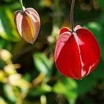 Abutilon megapotamicum Fruit