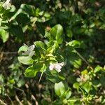 Barleria trispinosa Συνήθη χαρακτηριστικά