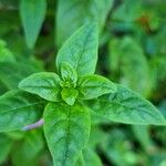 Dicliptera brachiata Leaf