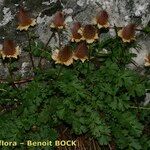 Geum reptans Bark