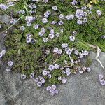 Globularia repens অভ্যাস