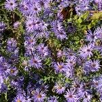 Symphyotrichum oblongifolium फूल