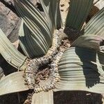 Welwitschia mirabilis Liść