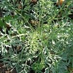 Seseli gummiferum 葉