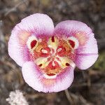 Calochortus venustus Flower