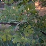 Quercus lobata Hoja