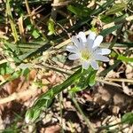 Stellaria palustris Kwiat