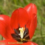 Tulipa planifolia Žiedas