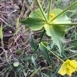 Euphorbia serrata Leaf