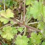 Ranunculus parviflorus Blad