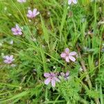 Erodium cicutarium Цвят