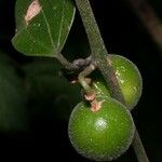 Passiflora auriculata