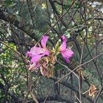 Bauhinia purpurea Kvet