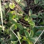 Fragaria moschata Folio