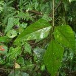Erythrina gibbosa 叶