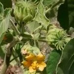 Abutilon theophrasti 花