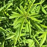 Coreopsis tripteris Leaf