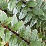 Veronica × andersonii Leaf