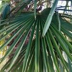 Trachycarpus fortunei Foglia