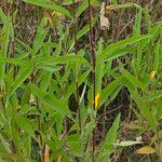 Helianthus pauciflorus Hostoa