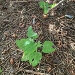 Adenocaulon bicolor Feuille