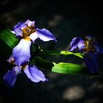 Trimezia coerulea Flower